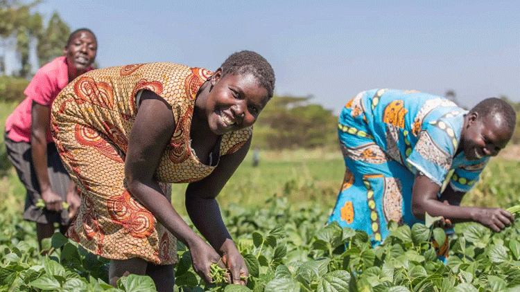 Farm Africa reaches 612,441 people across eastern Africa